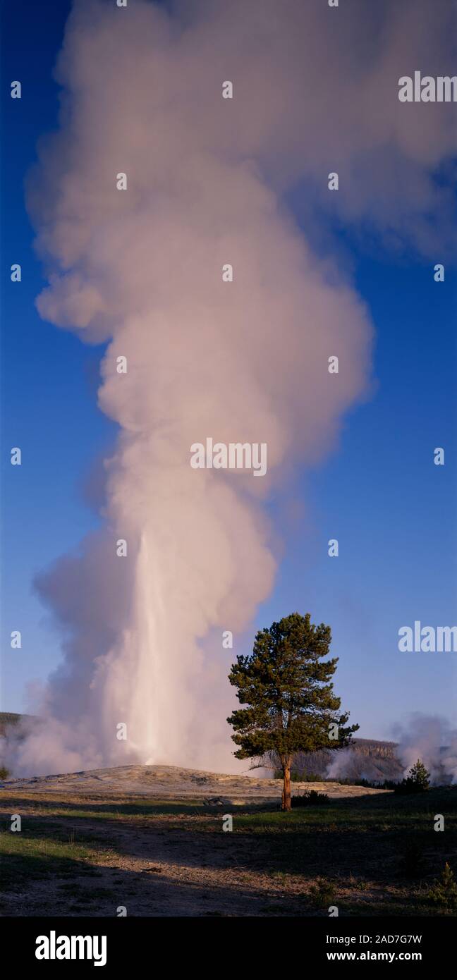 Geyser Old Faithful eruzione, il Parco Nazionale di Yellowstone, Wyoming USA Foto Stock