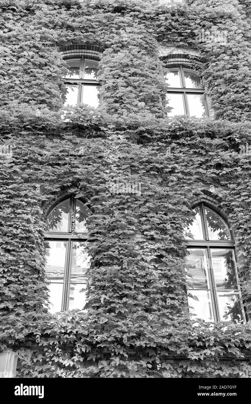 Decorazioni naturali. Impianto di edera sulla parete dell'edificio. Foglie verdi Superficie con windows. Decorate con ivy. Verde parete di edera. Crescente ivy o altri scalatori fino parete edilizia può avere molti vantaggi. Foto Stock