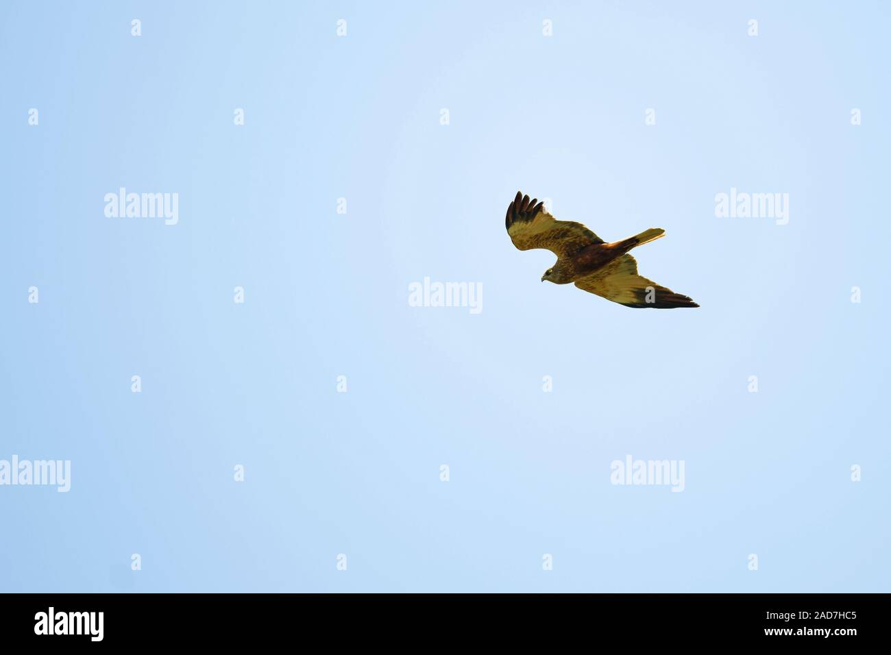 Falco di palude Foto Stock