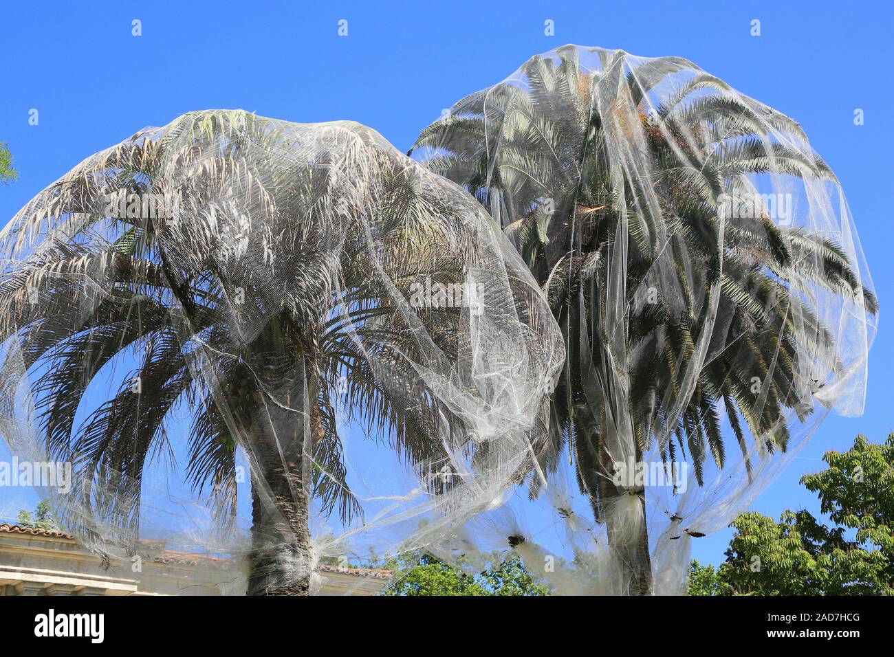 Madrid, giardino botanico, Canarie data palm, protezione contro la peste di palm Paysandisia archon Foto Stock