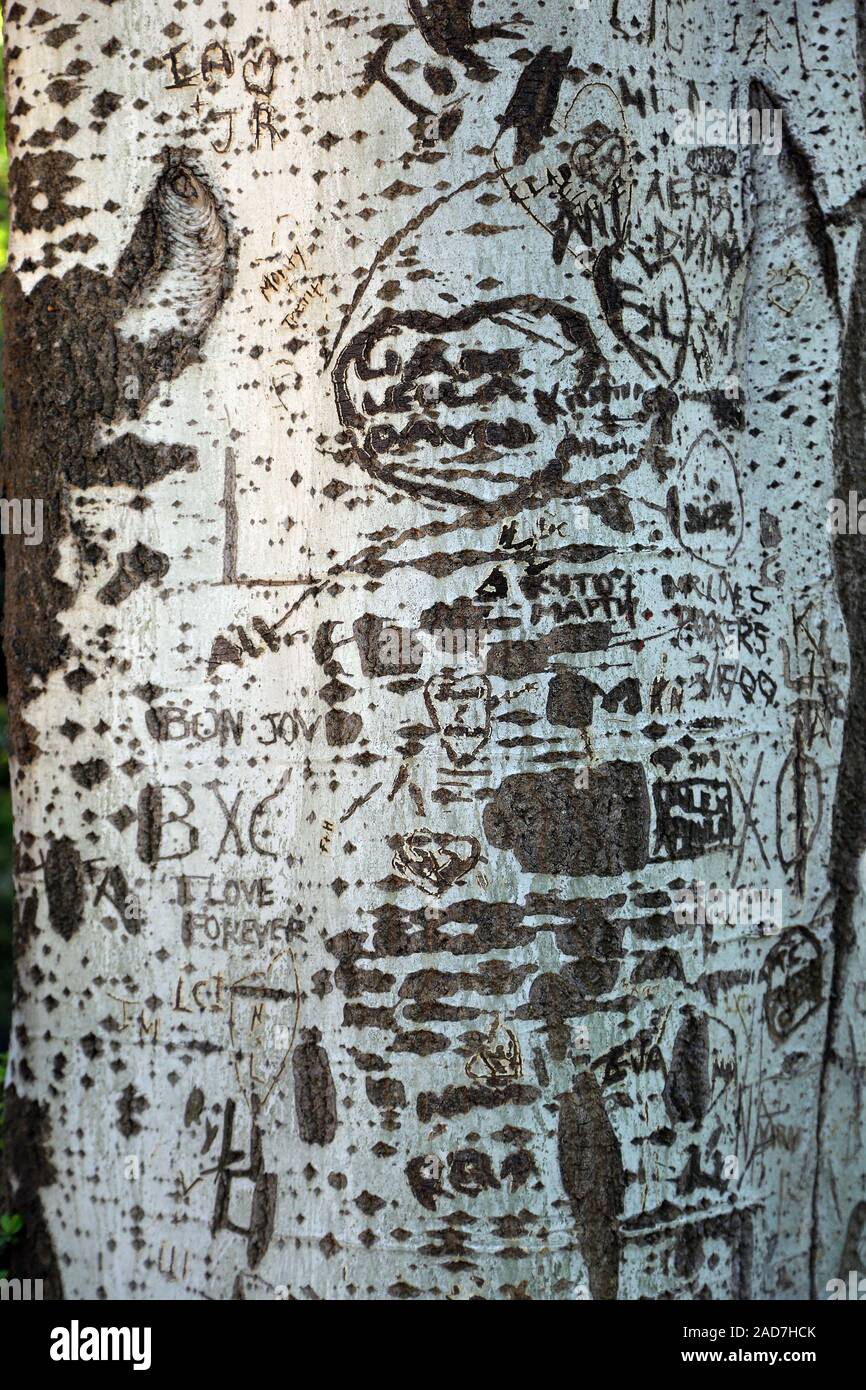 Sculture di corteccia del tronco di un pioppo di argento, argento pioppo, populus alba Foto Stock