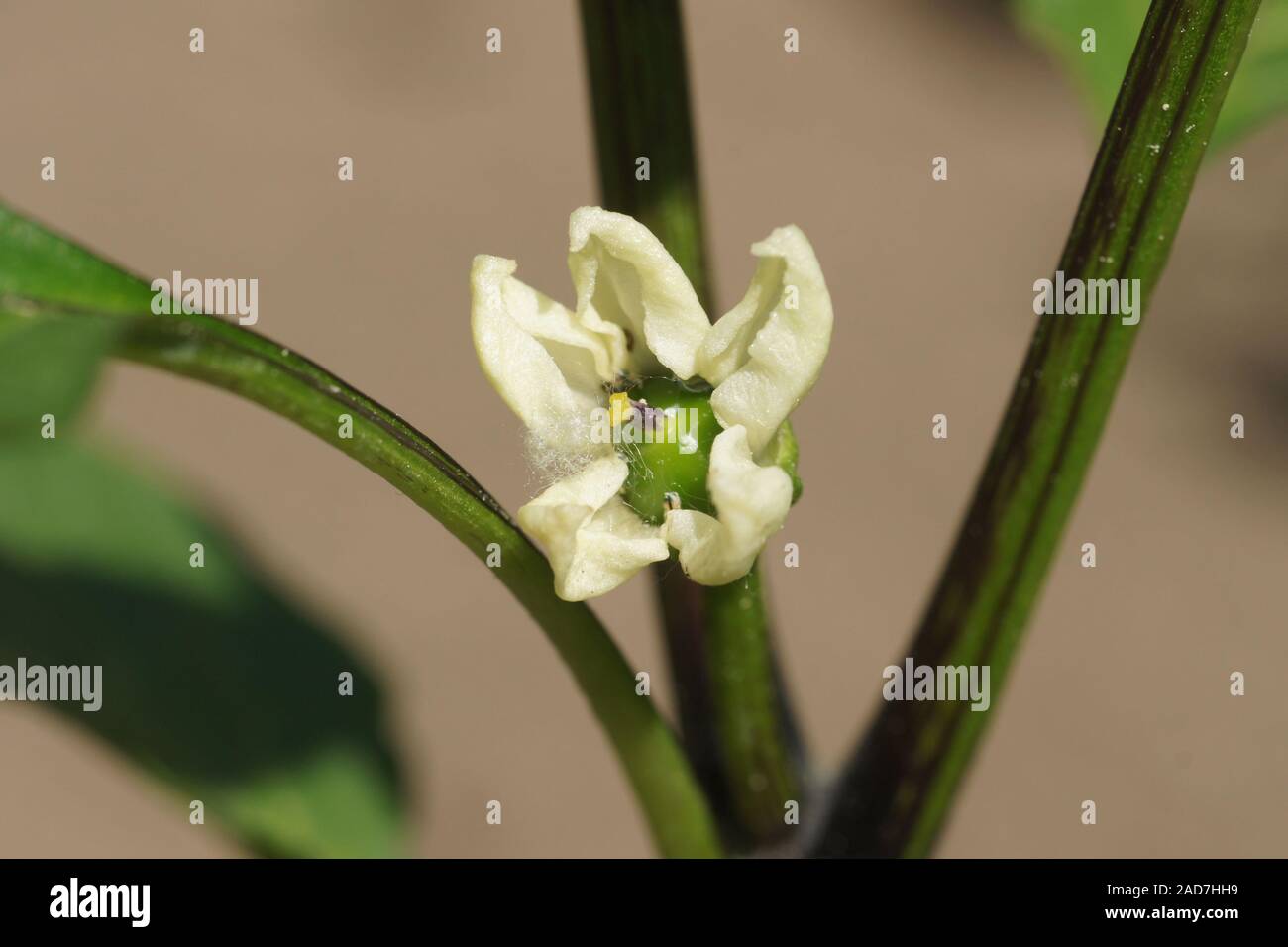 Il Capsicum annuum, pepe rosso, blossom Foto Stock