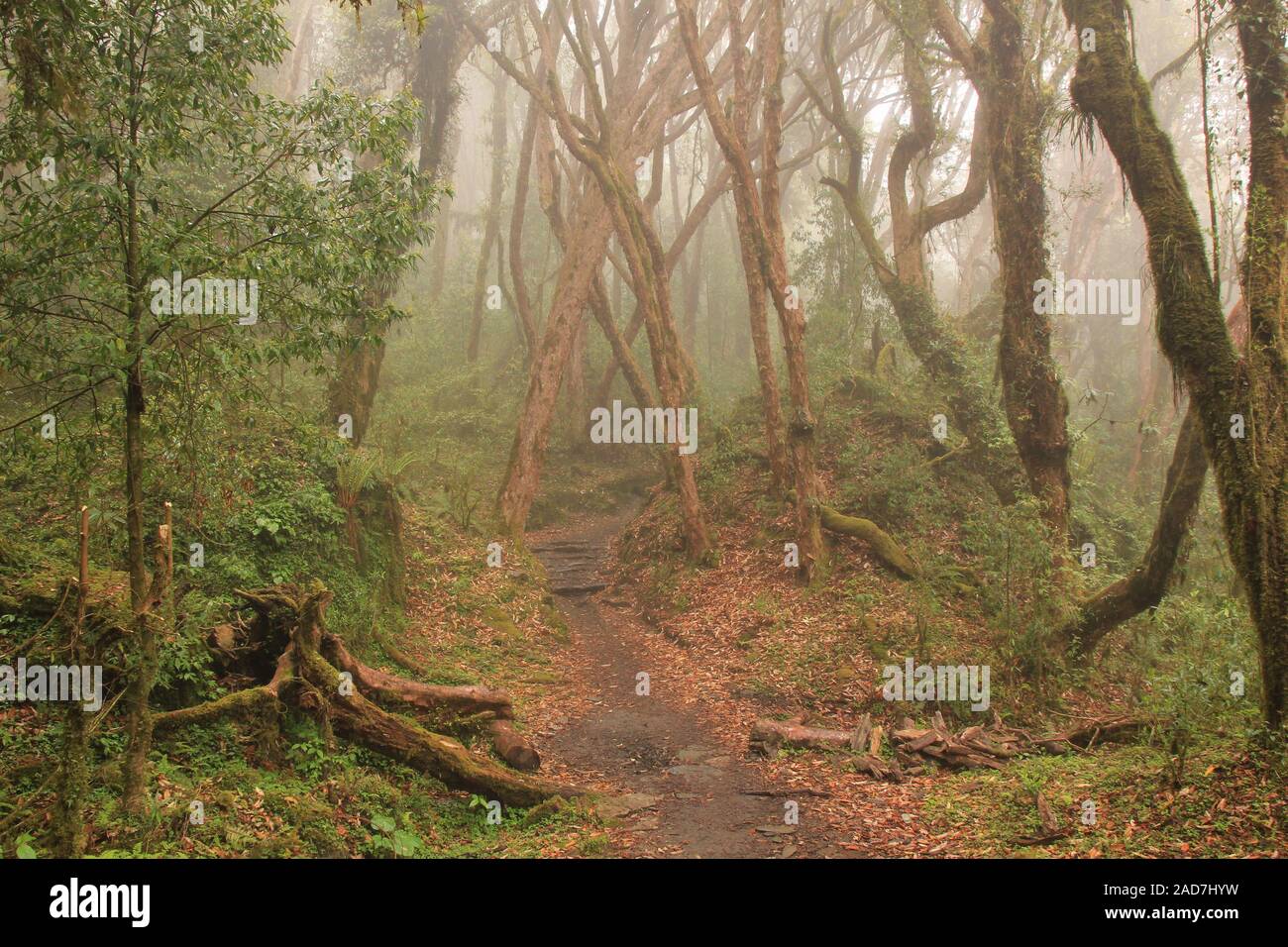 Il sentiero conduce attraverso una verde foresta di rododendro. Scena vicino a Pokhara, Nepal. Foto Stock