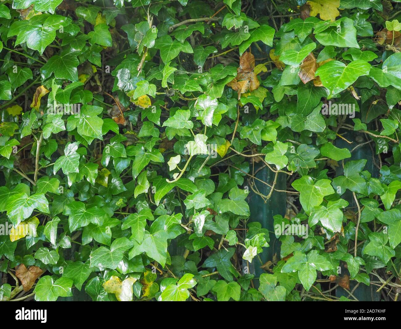 Edera sfondo vegetale Foto Stock