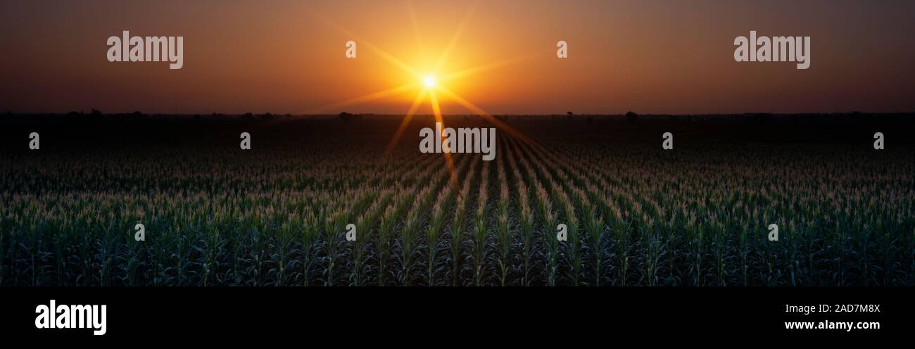 Vista del campo, Sacramento, California, Stati Uniti d'America Foto Stock