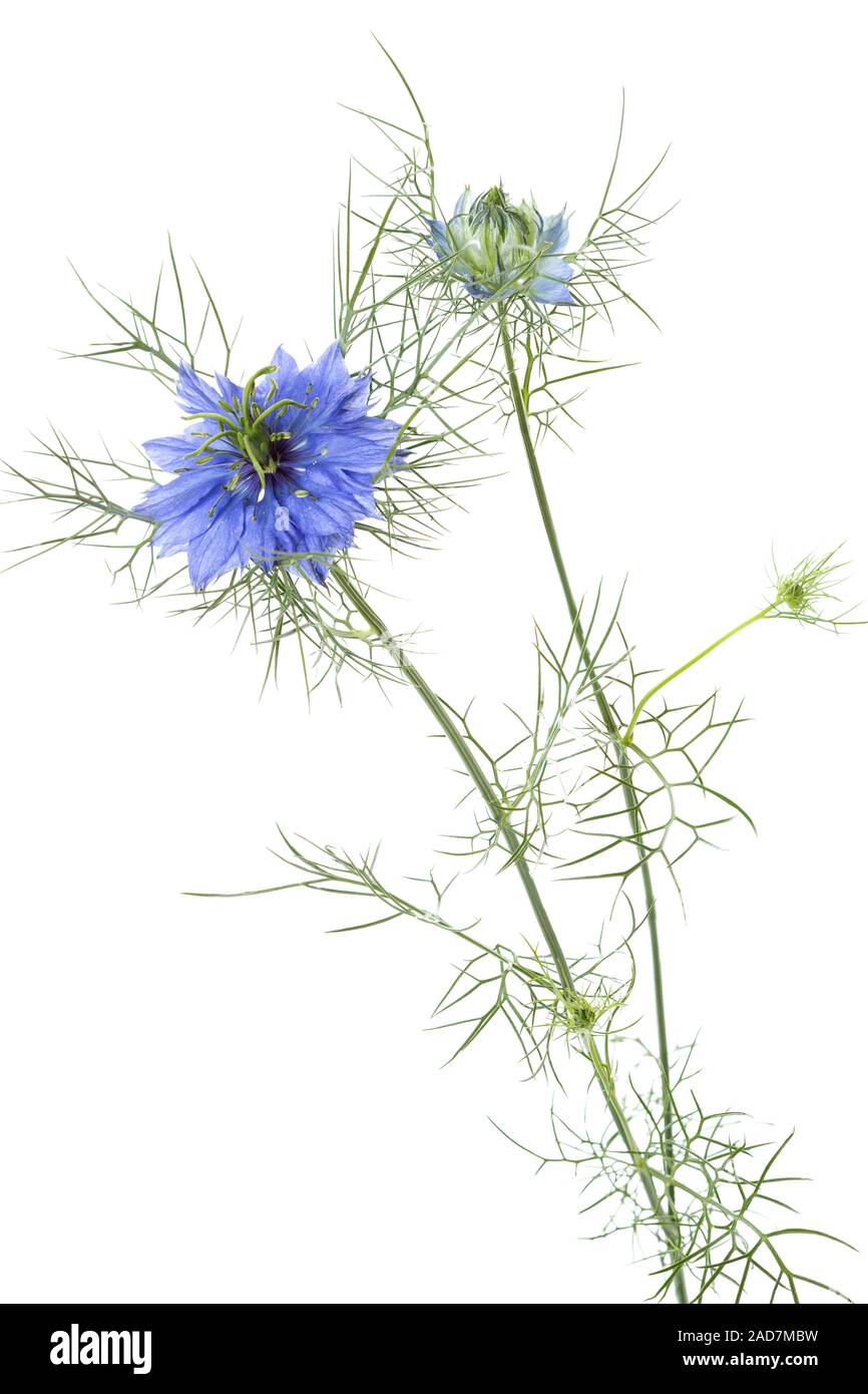 L'amore-in-un-nebbia fiore, Nigella damascena Foto Stock