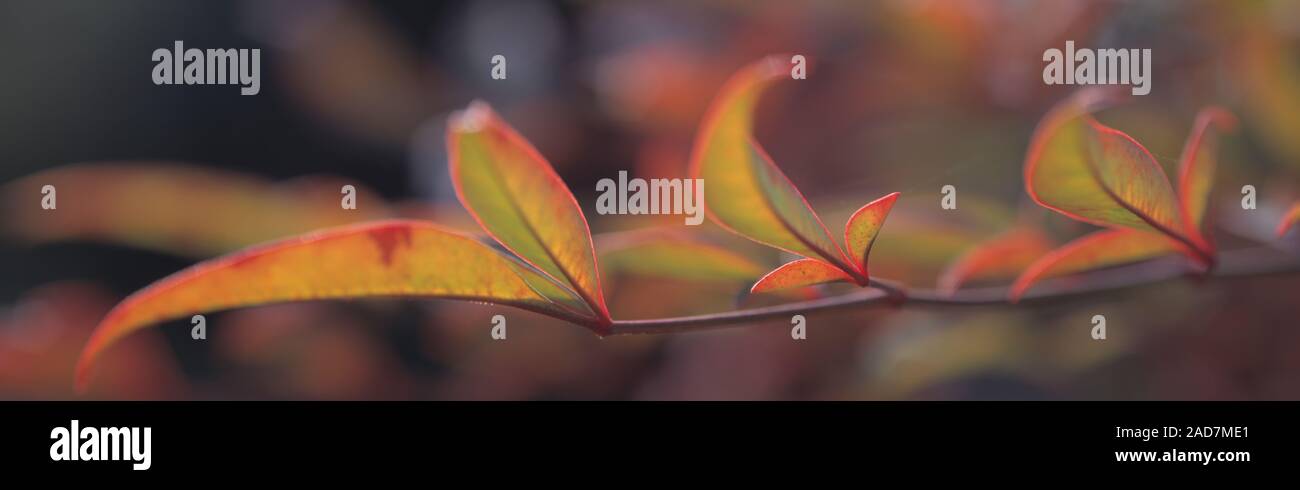 Bambù sacro (Nandina domestica) foglie sul ramo in autunno Foto Stock
