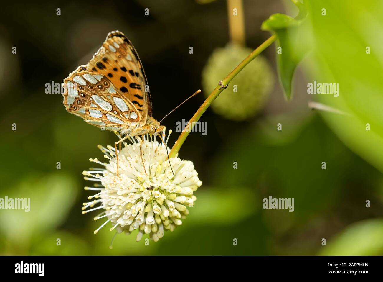 Piccola madre-perla butterfly Foto Stock