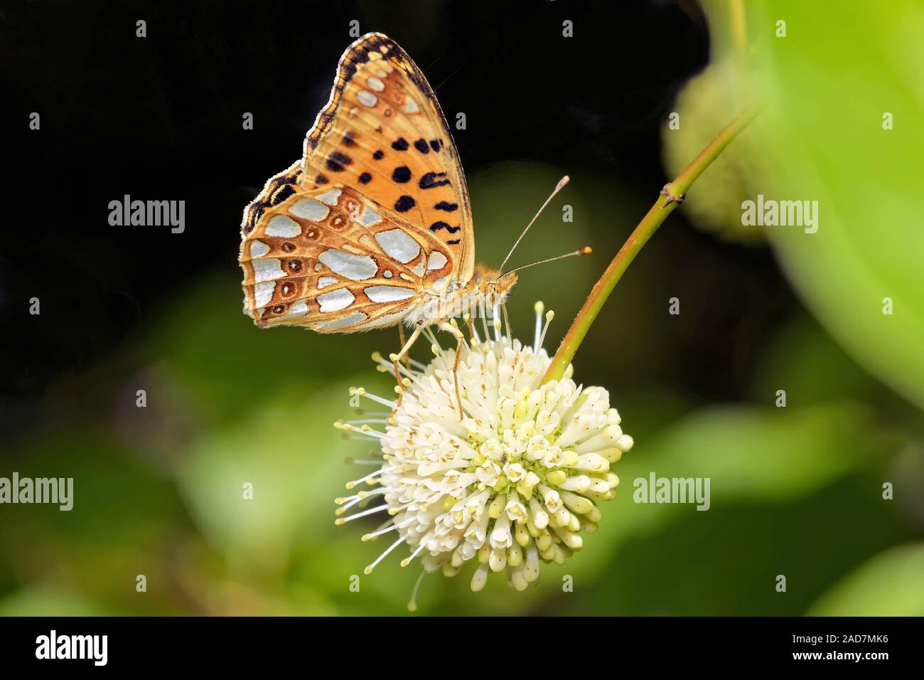 Piccola madre-perla butterfly Foto Stock