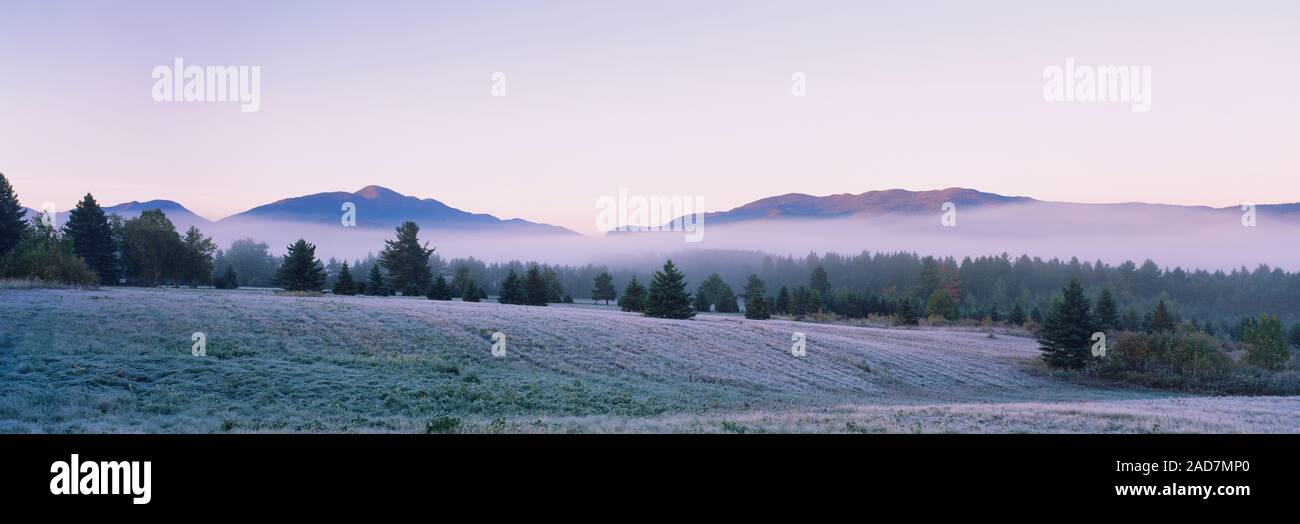 Alberi su un paesaggio, Lake Placid, Montagne Adirondack, nello Stato di New York, Stati Uniti d'America Foto Stock