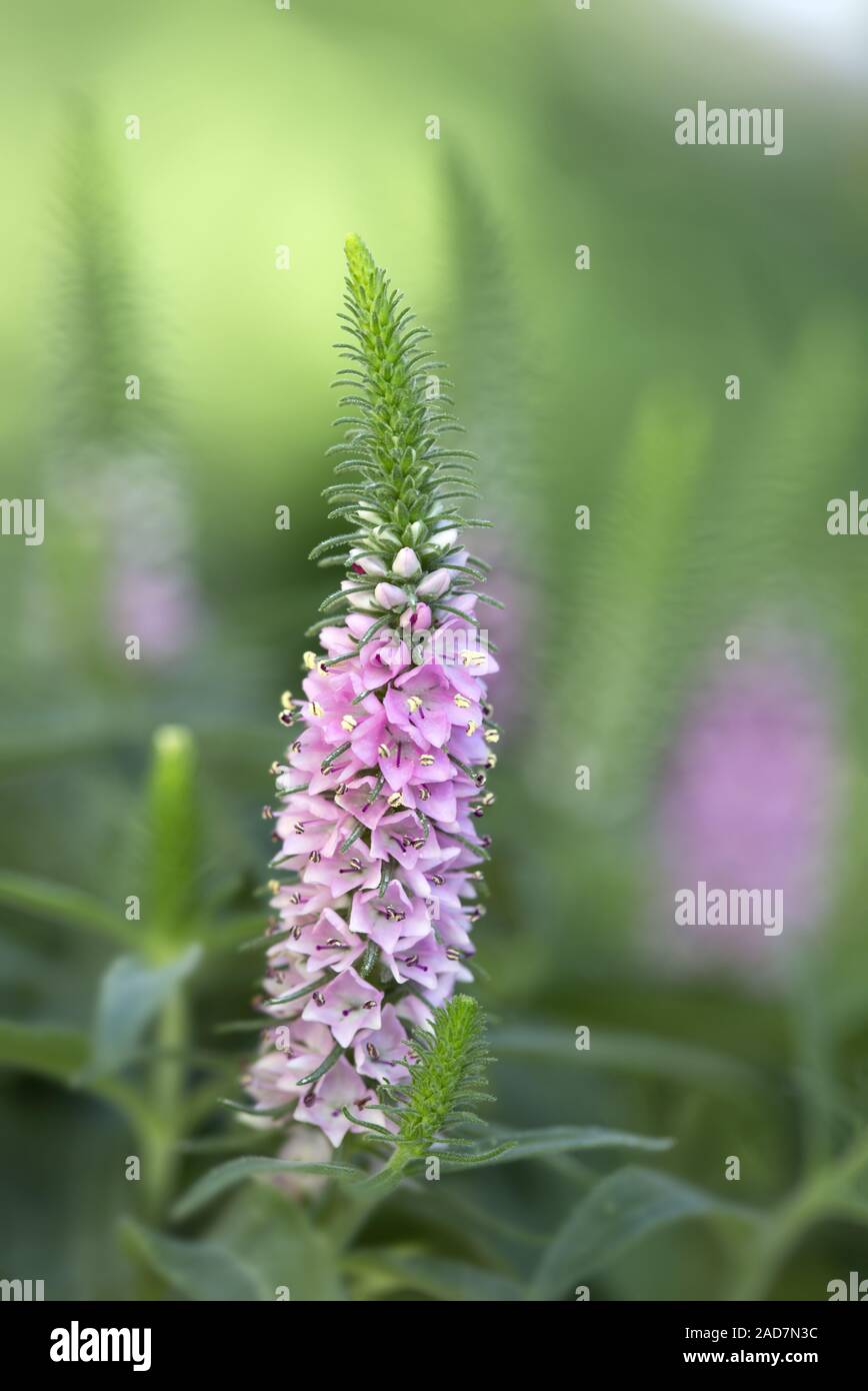 Spiked speedwell, Veronica spicata, Pseudolysimachion spicatum Foto Stock