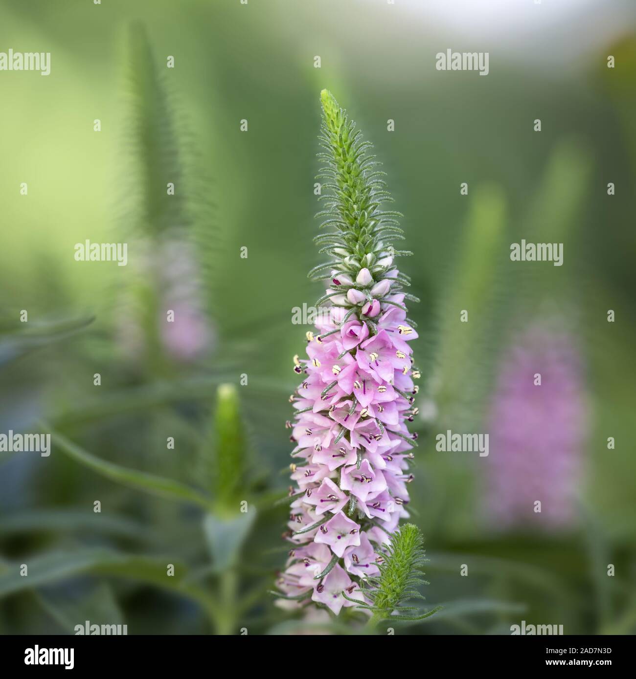 Spiked speedwell, Veronica spicata, Pseudolysimachion spicatum Foto Stock