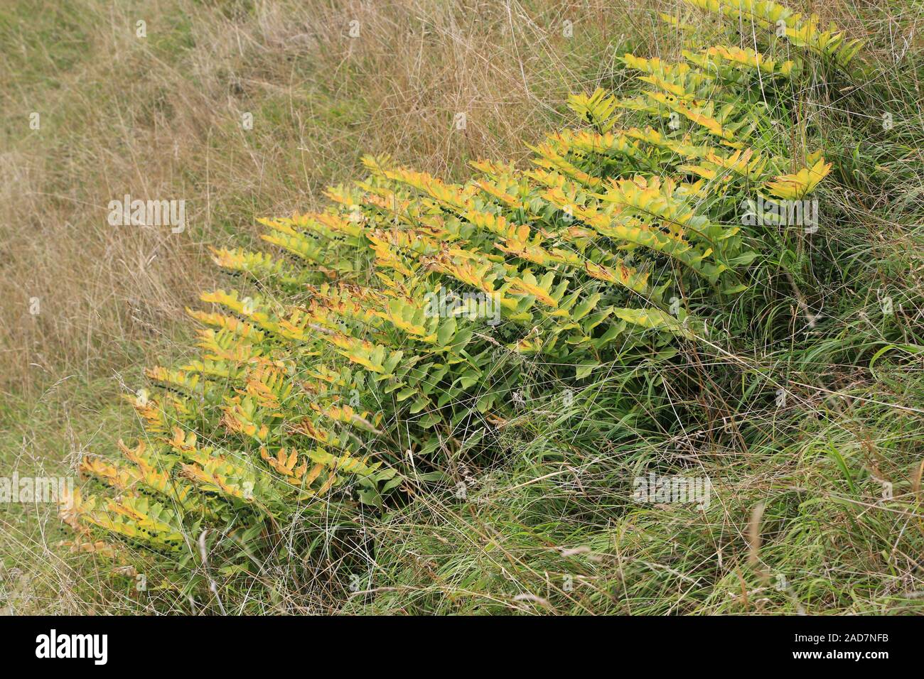 Fragrante radice di colore bianco, guarnizione di Salomone, Polygonatum odoratum Foto Stock