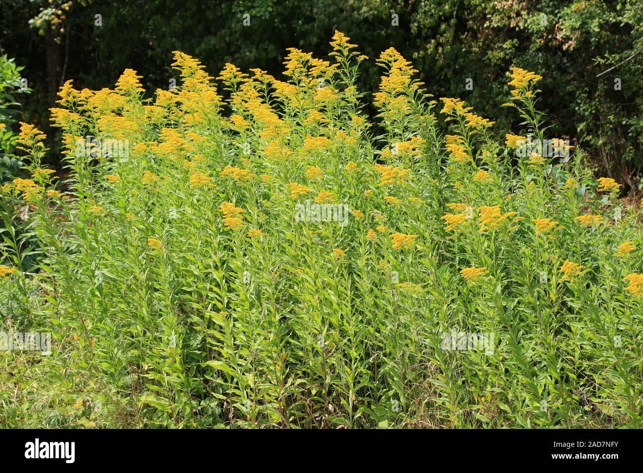 Kanadische Goldrute, Canada verga d'oro, Solidago canadensis Foto Stock