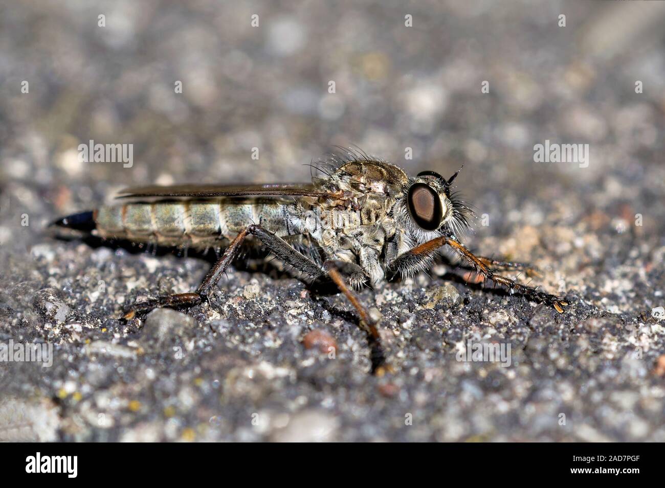 Mosca di ladro Foto Stock