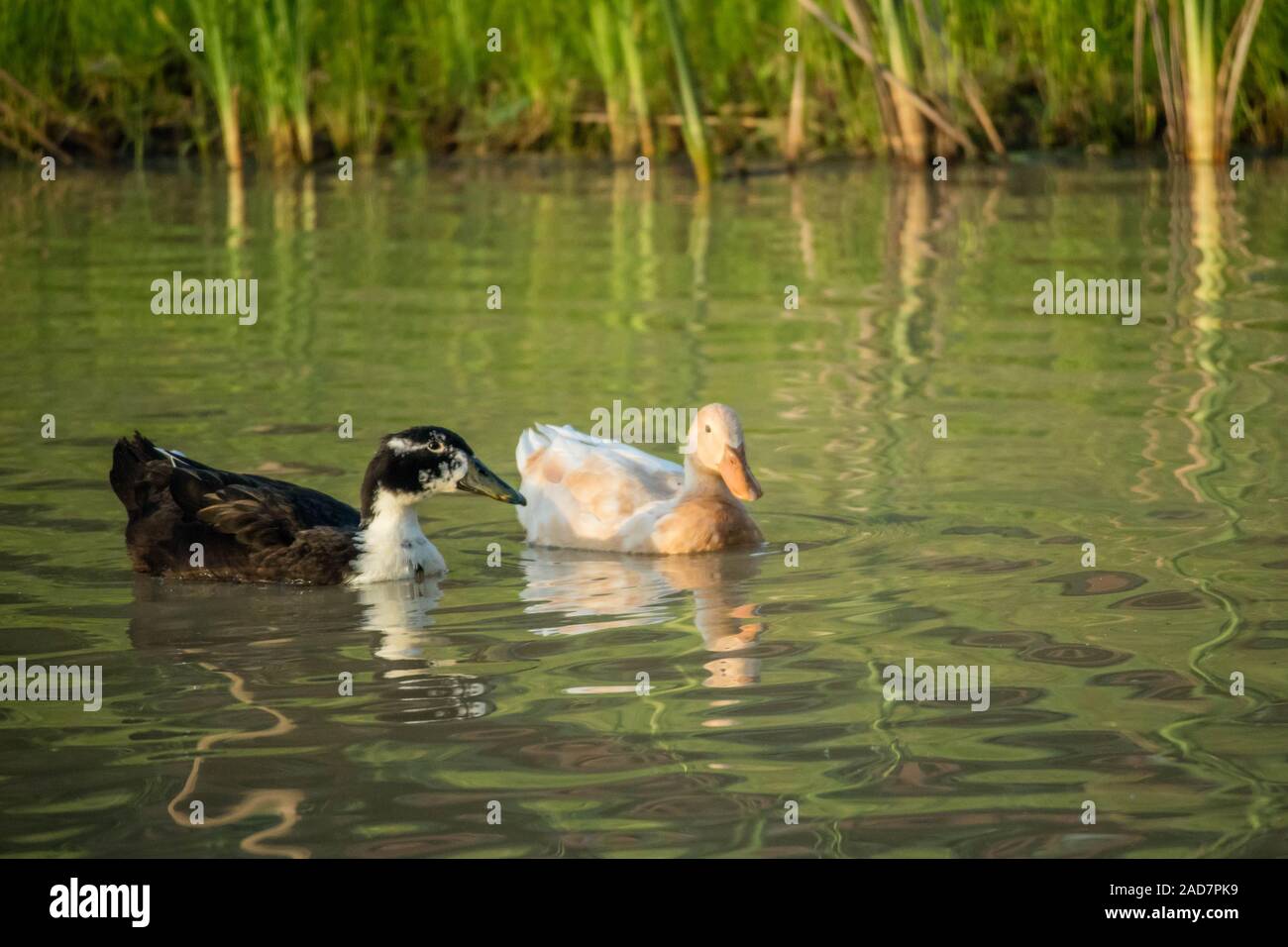 Un bianco e nero anatre nuoto presso il lago di Texoma, Texas Foto Stock