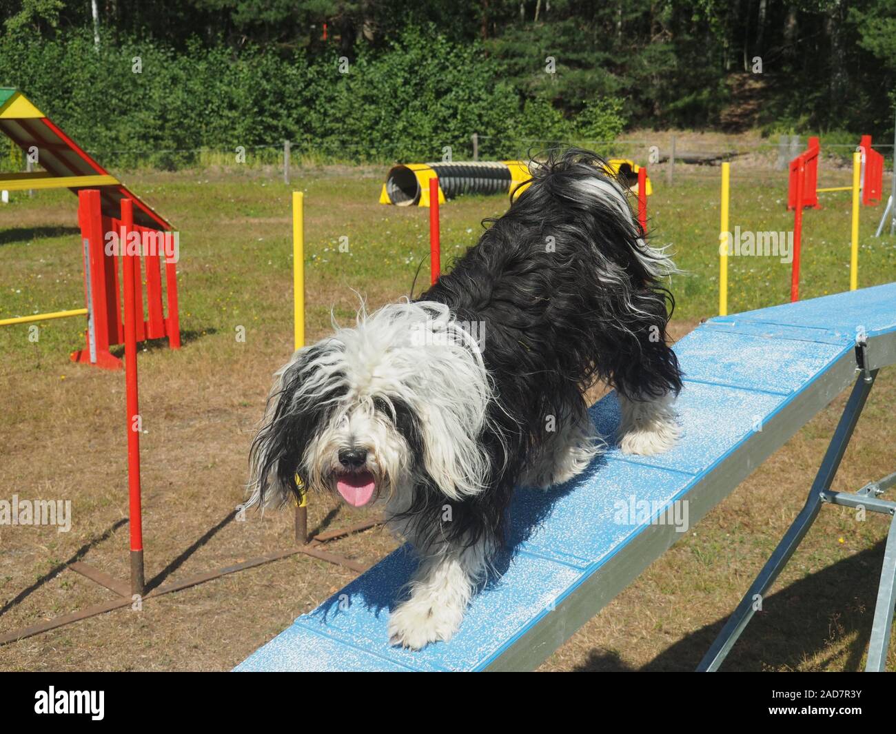 Dog agility - Tibetan Terrier Foto Stock