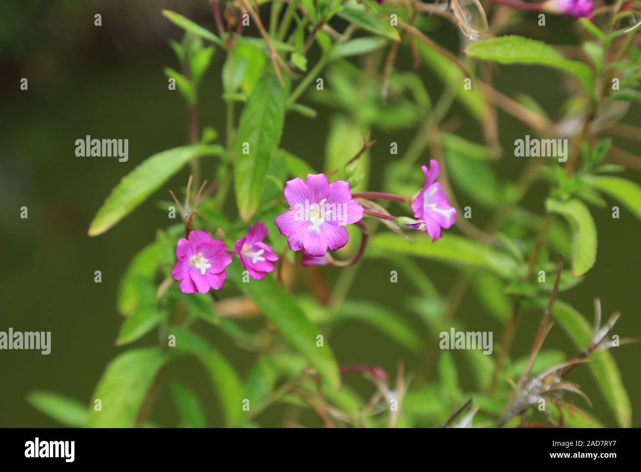 Shaggy willowherb fiori, grande willowherb, Epilobium hirsutum Foto Stock