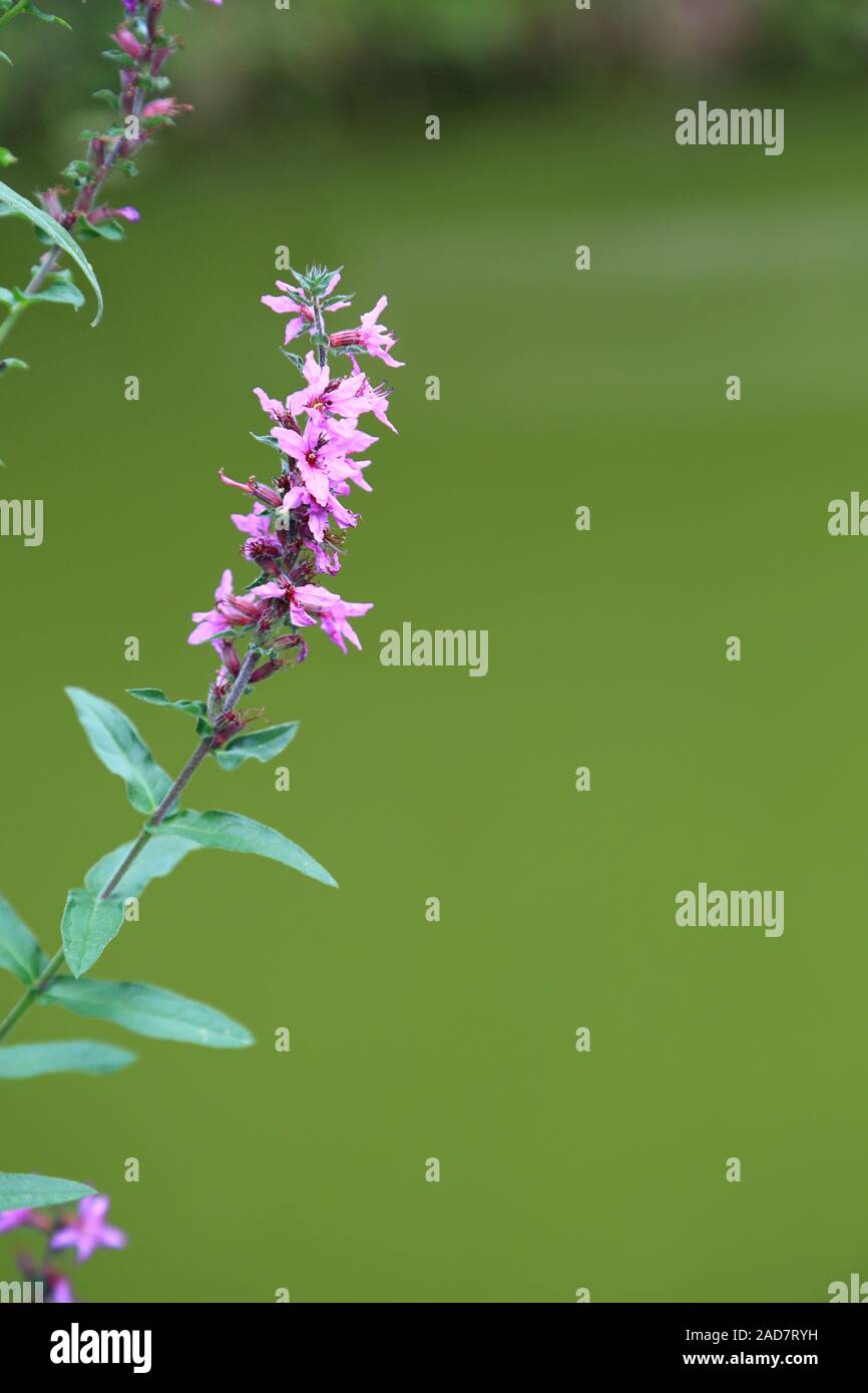 Loosestrife sangue sul laghetto in giardino, viola loosestrife, Lythrum salicaria Foto Stock