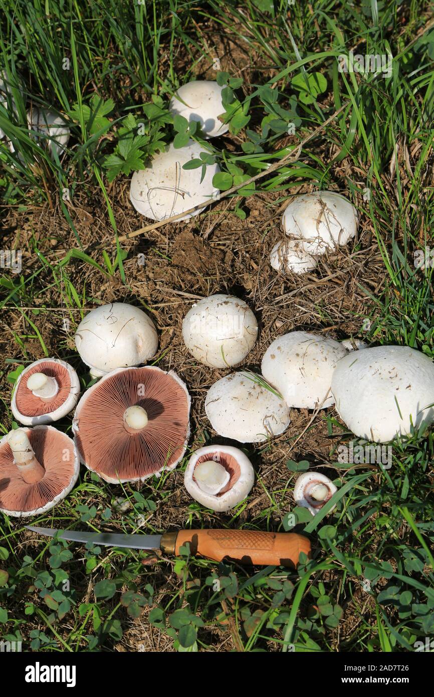 Wiesenchampignon, campo, funghi Agaricus campestris, Pilz des Jahres 2018 Foto Stock