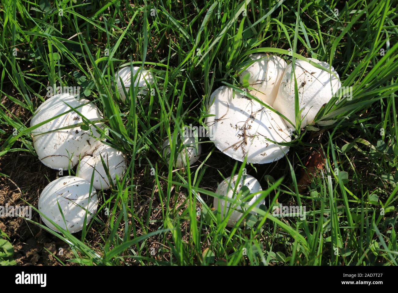 Wiesenchampignon, campo, funghi Agaricus campestris, Pilz des Jahres 2018 Foto Stock