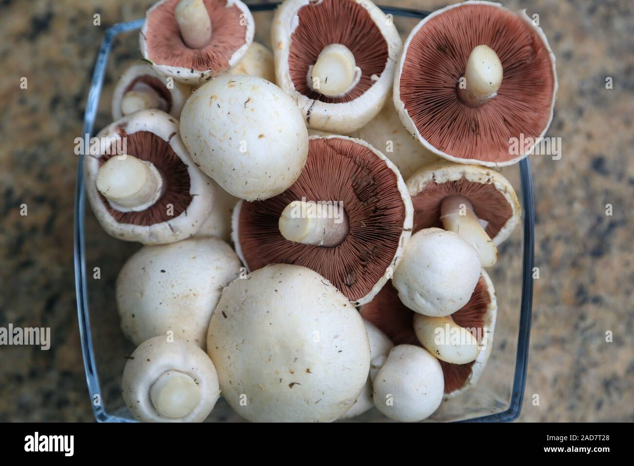 Wiesenchampignon, campo, funghi Agaricus campestris, Pilz des Jahres 2018 Foto Stock