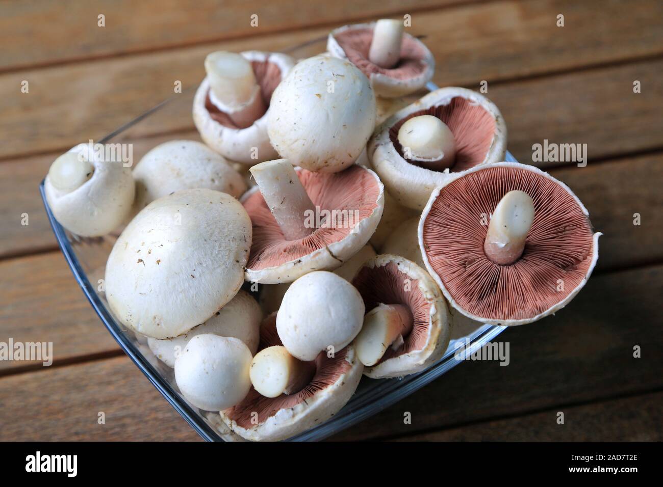 Piatto a fungo del fungo di prato, campo, funghi Agaricus campestris, fungo dell'anno 2018 Foto Stock