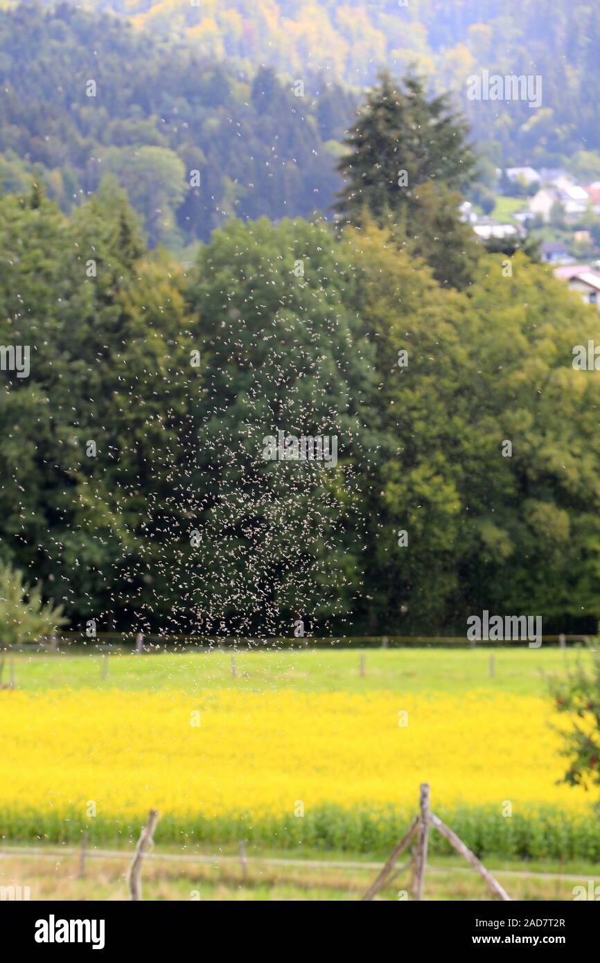 Uno sciame di formiche volanti durante il volo nuziale, associazione di formiche alate, formicidae Foto Stock