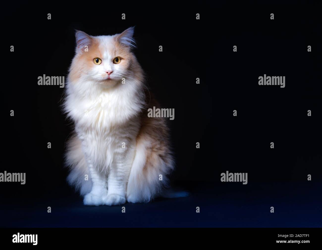 Lo zenzero Gatto Bianco isolato su sfondo nero. Foto Stock