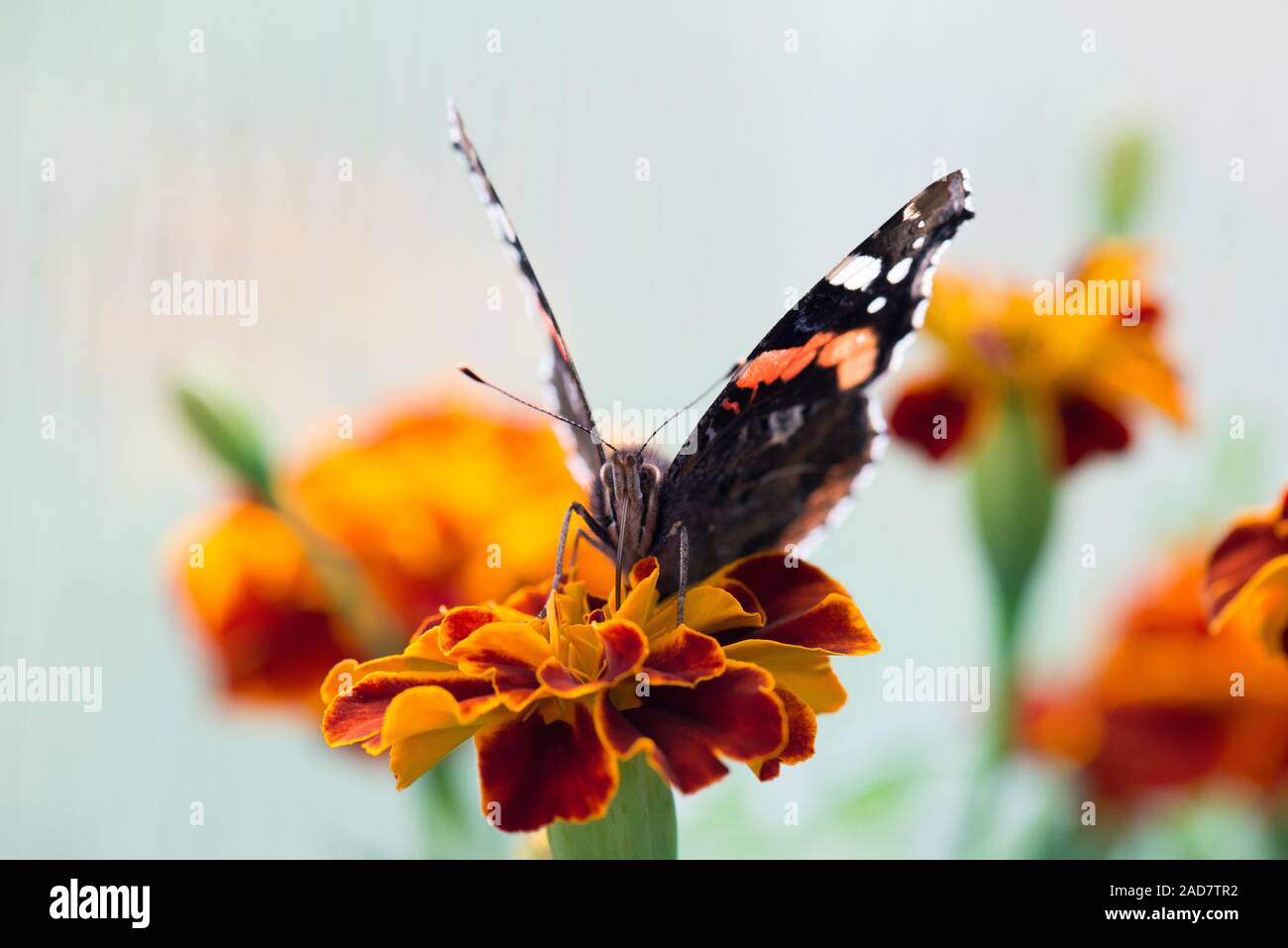 Colorata farfalla arancione Foto Stock