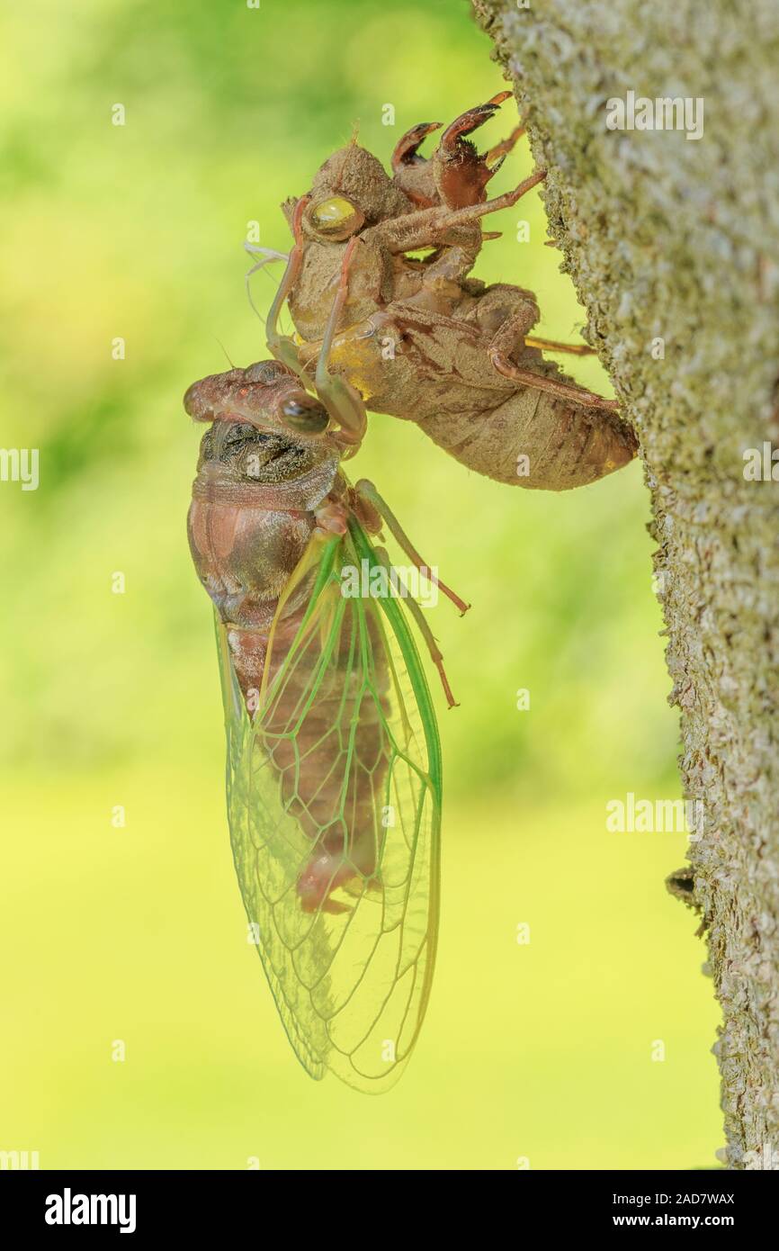 Una Cicada asciuga le sue ali dopo emergere dalla sua forma ninfa. Foto Stock