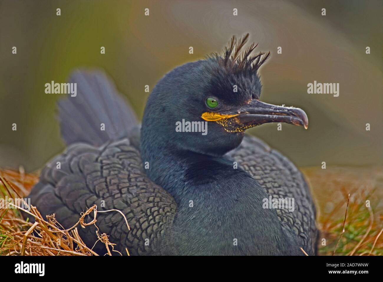 SHAG ( Phalacrocorax aristotelis). Incubazione di uova nel nido. Isole farne, Northumberland. Giugno. Foto Stock