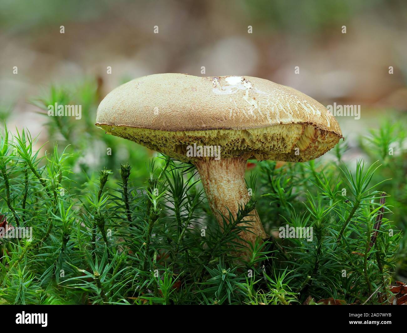 In pelle scamosciata bolete, giallo-con rack bolete, Foto Stock