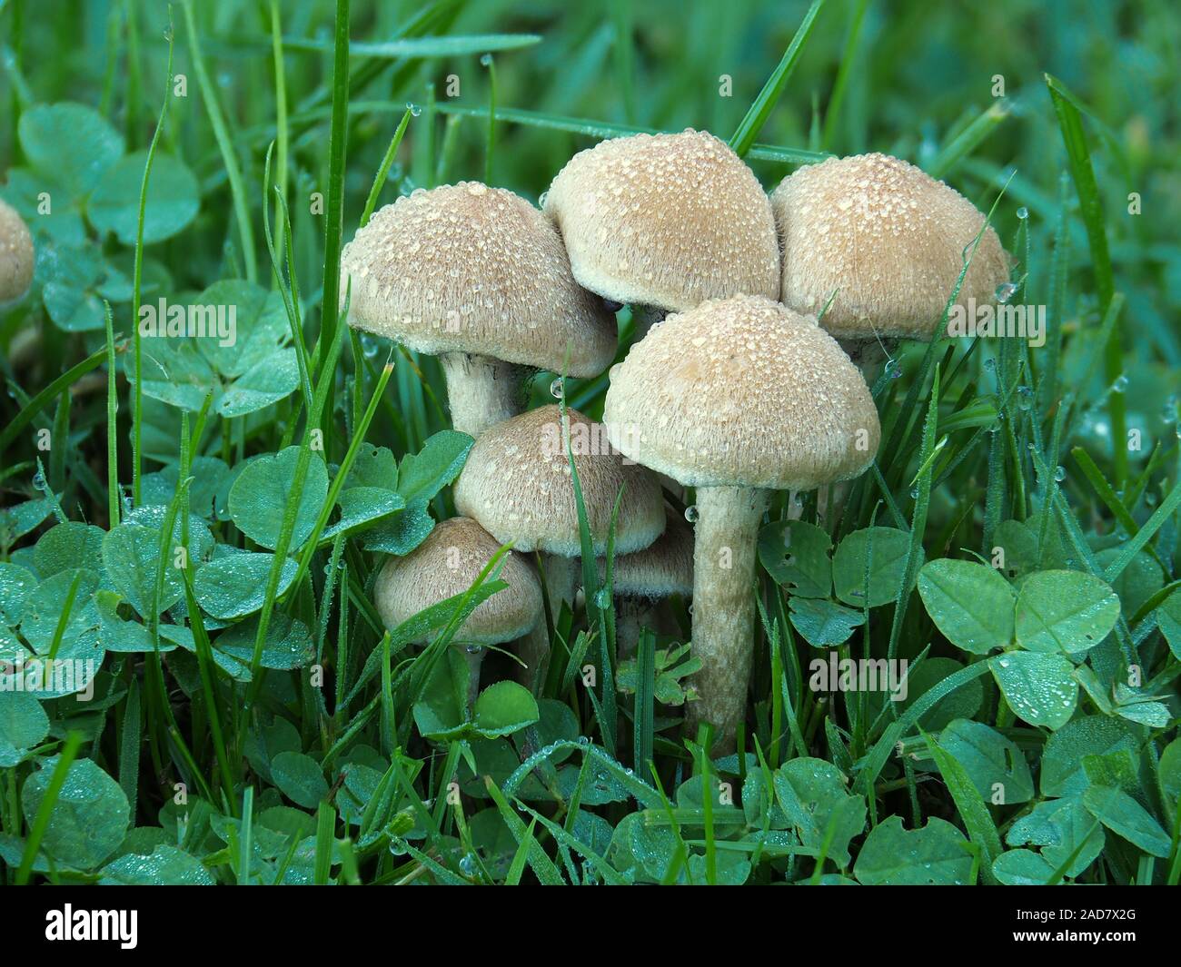 Piange la vedova di funghi, Lacrymaria lacrymabunda Foto Stock
