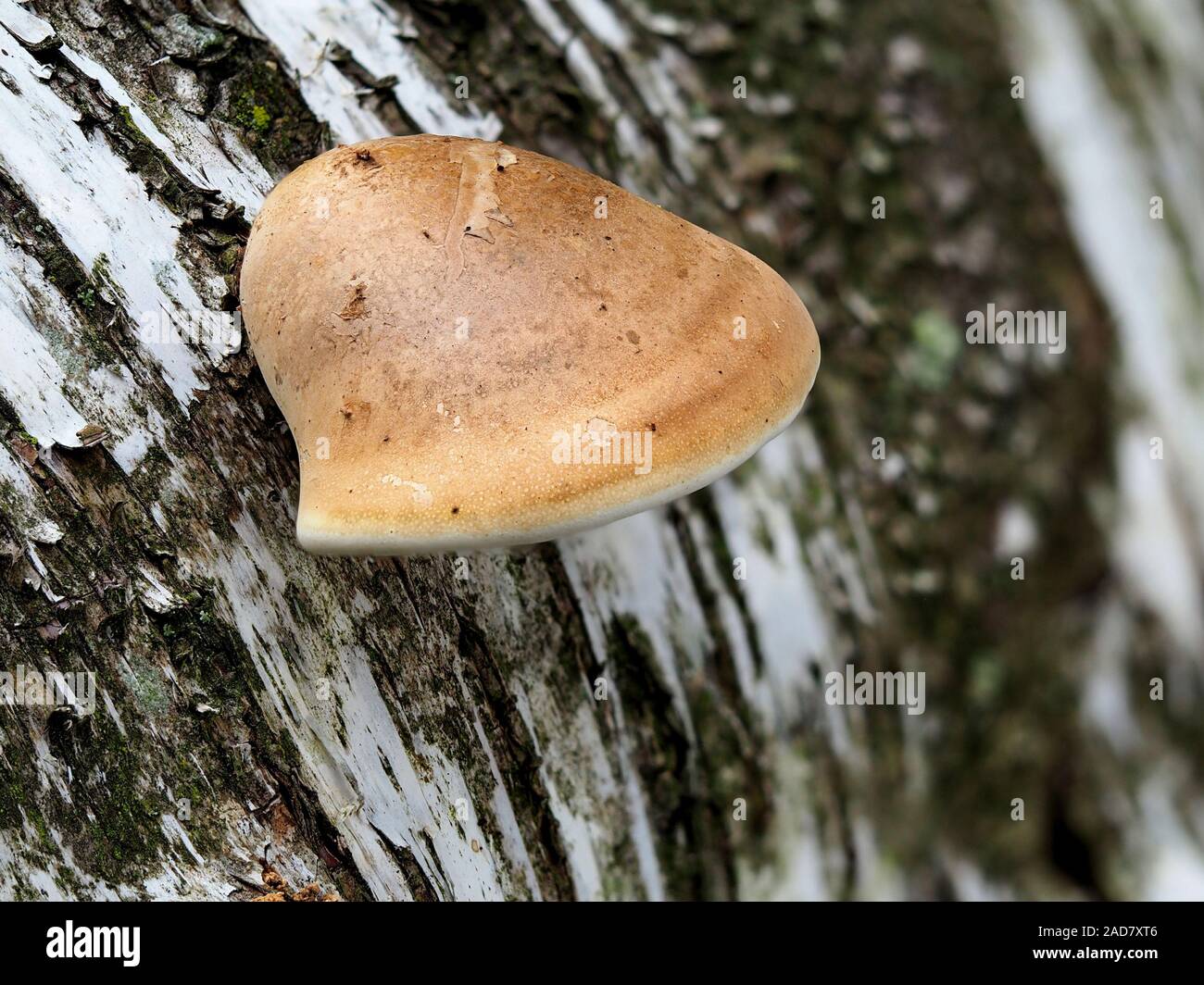 Birch polypore, staffa di betulla, rasoio strop Foto Stock