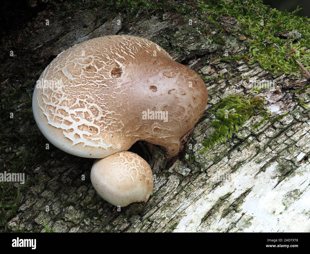 Birch polypore, staffa di betulla, rasoio strop Foto Stock