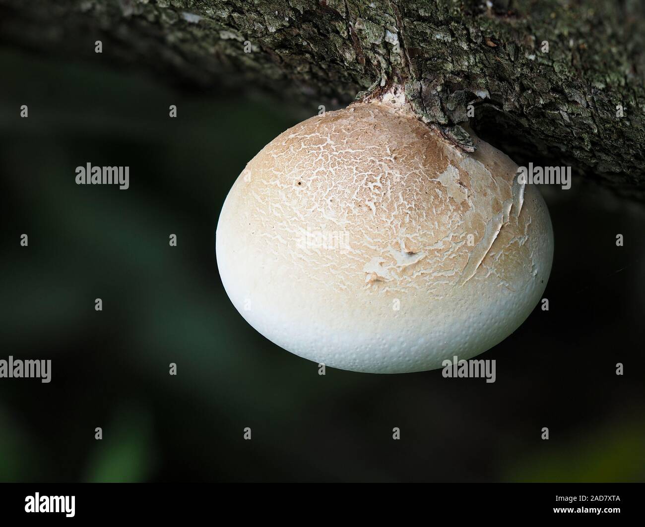 Birch polypore, staffa di betulla, rasoio strop Foto Stock
