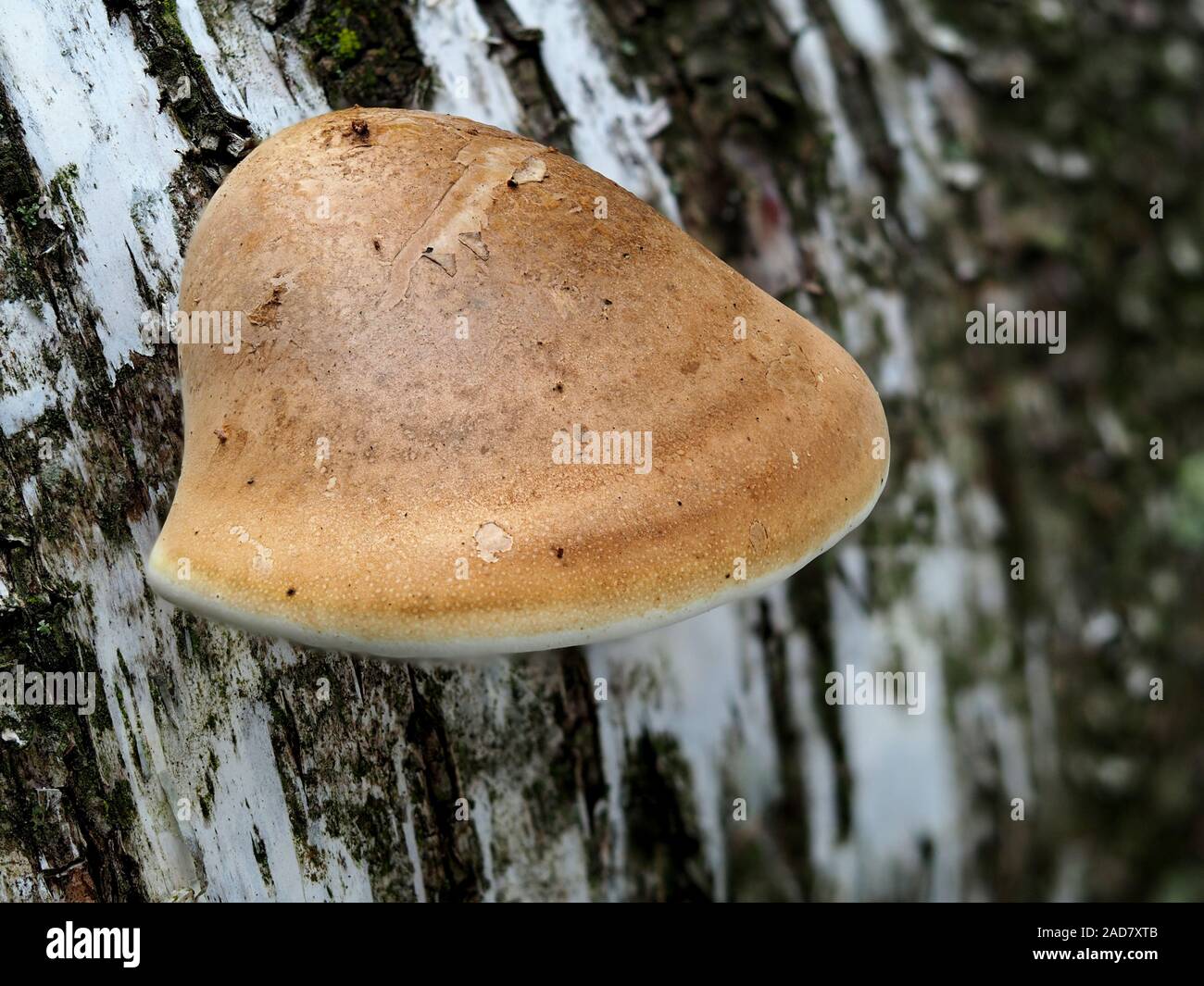 Birch polypore, staffa di betulla, rasoio strop Foto Stock