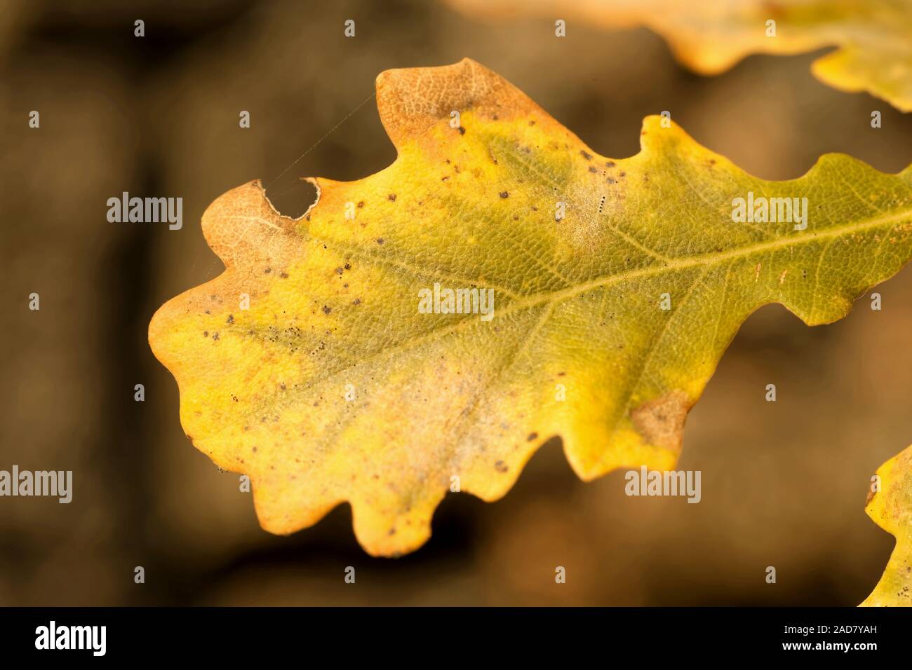 Foglie di quercia in autunno Foto Stock