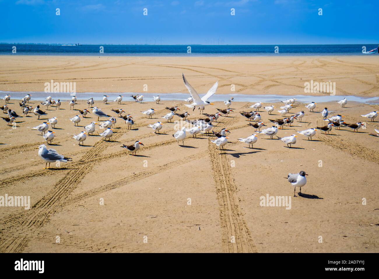 Un gregge di Nero Gli skimmer battenti intorno a South Padre Island, Texas Foto Stock