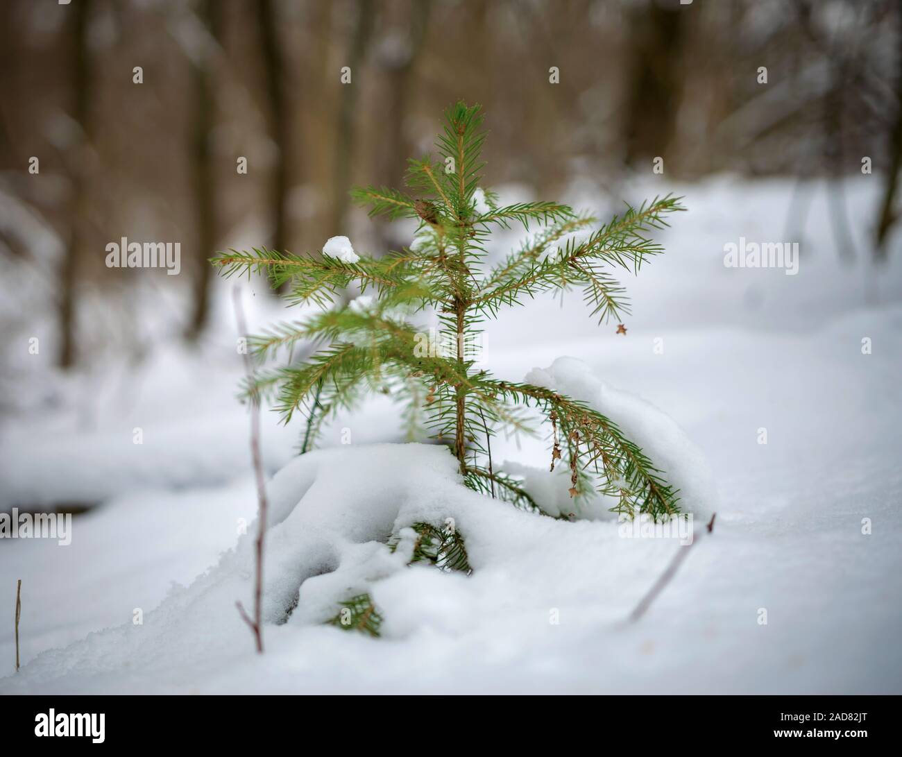 Piccolo albero di natale nella foresta di inverno Foto Stock