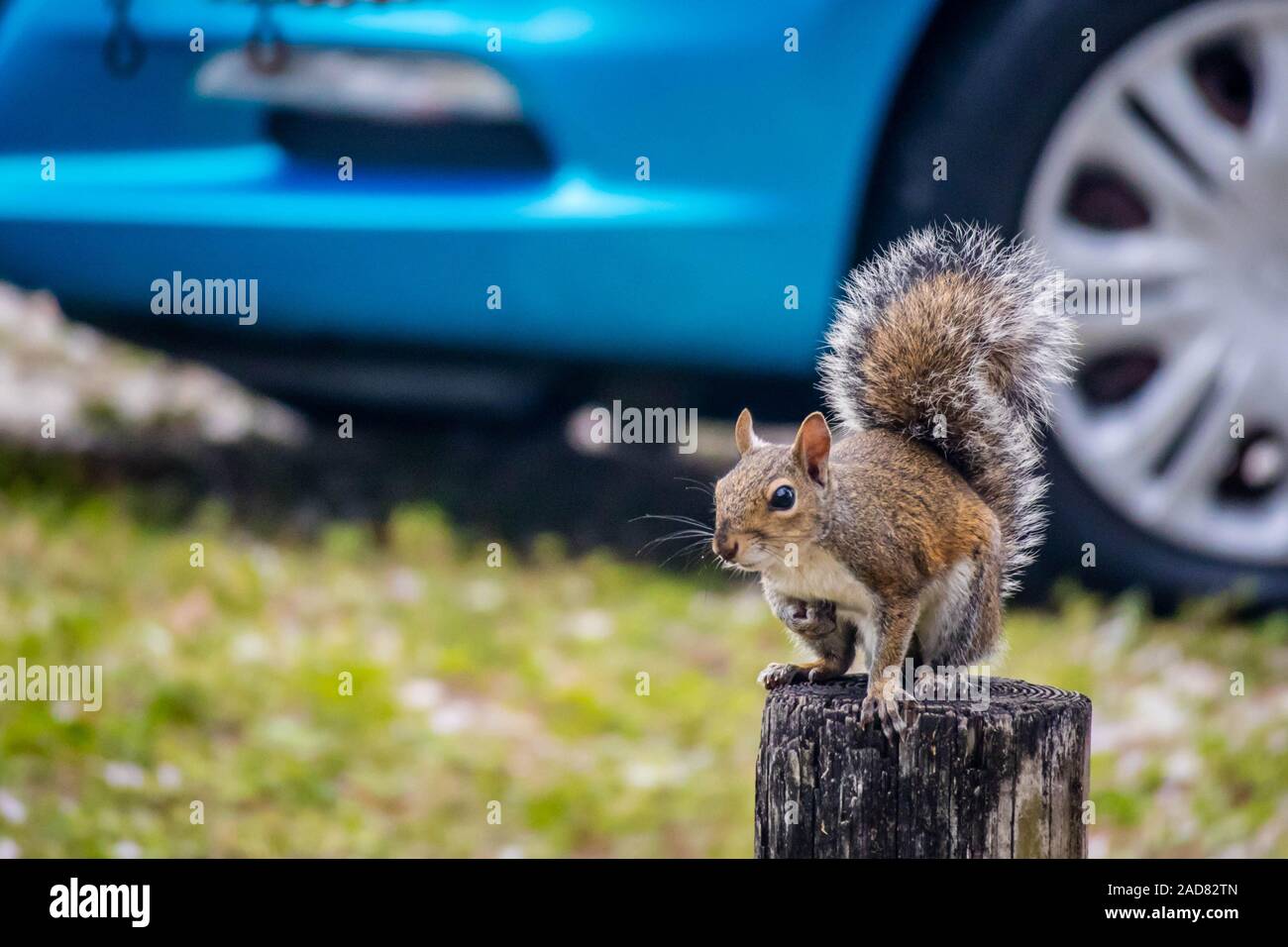 Un ritratto di un simpatico scoiattolo marrone in Cape Coral, Florida Foto Stock