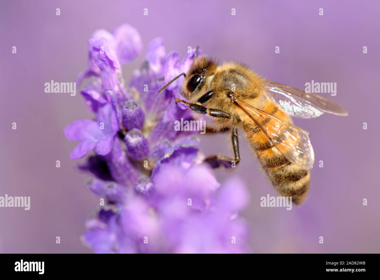 ape su lavanda Foto Stock