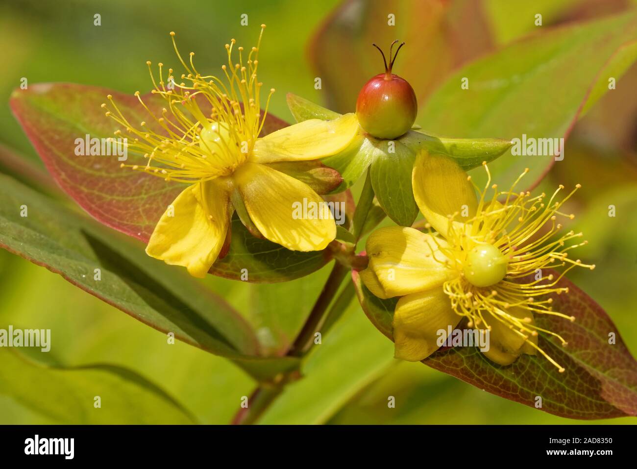 Tutsan Foto Stock