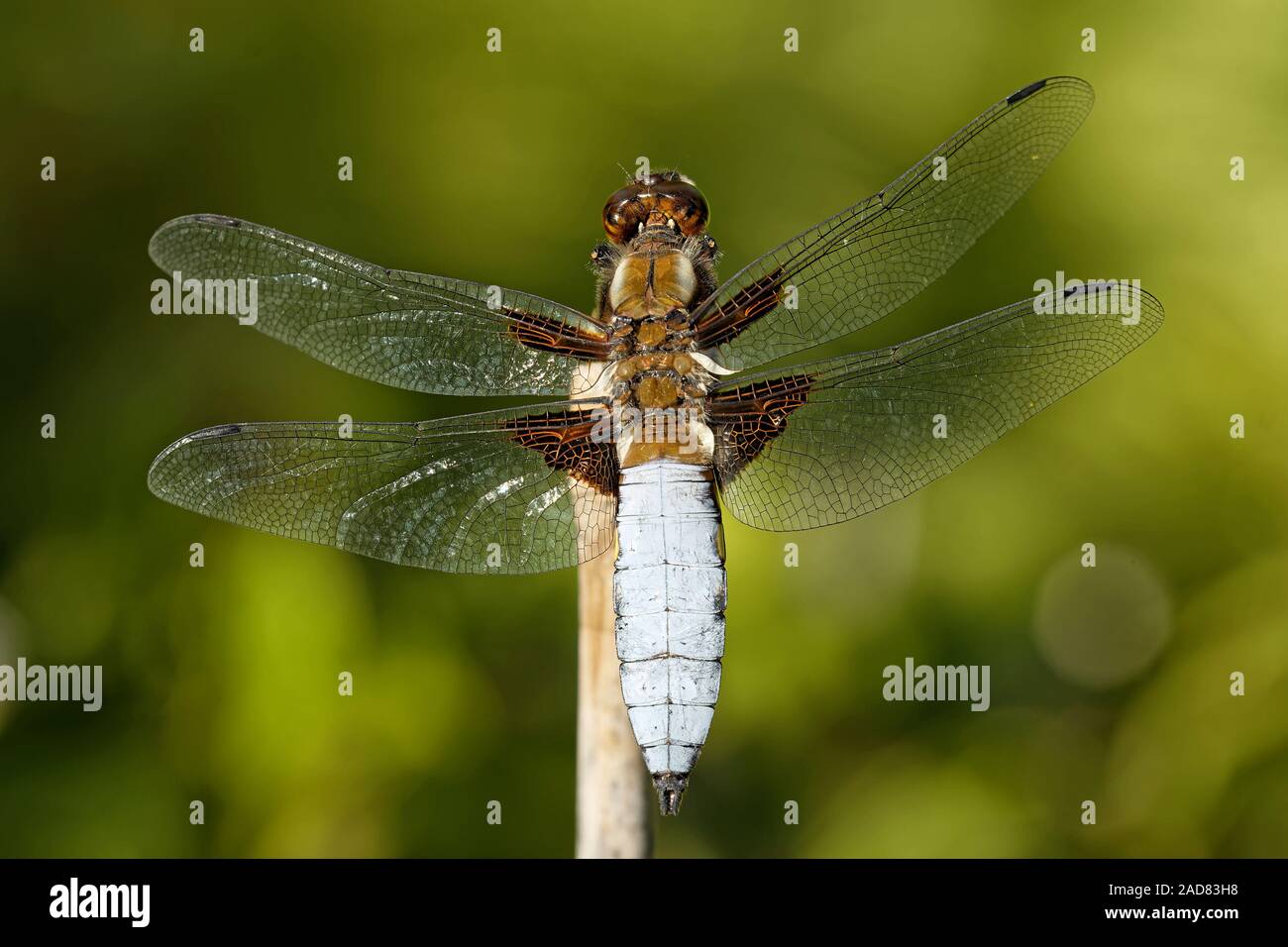 Ampia corposo chaser Foto Stock