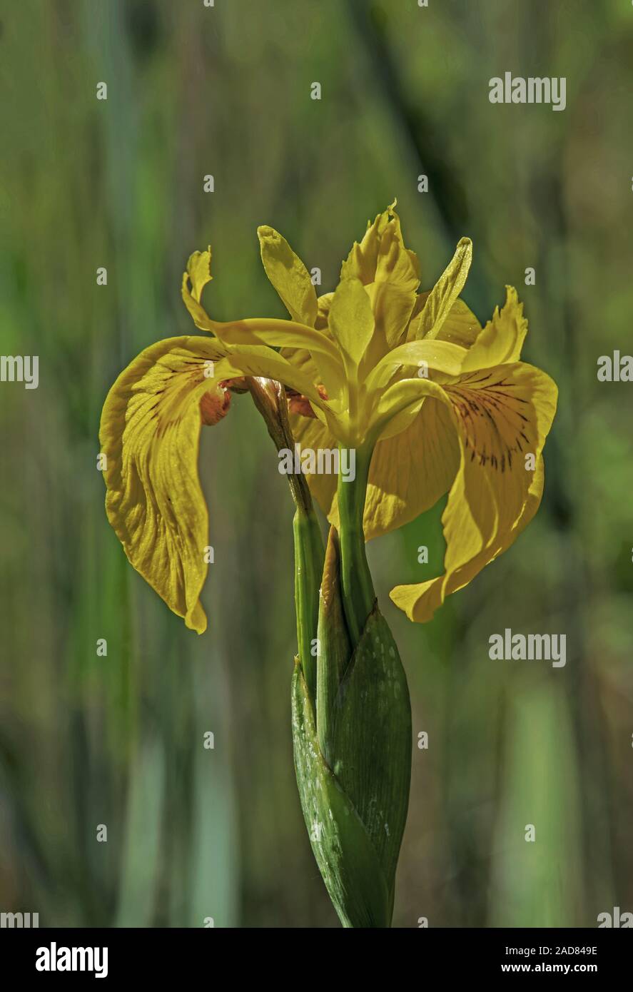 Iris gialla 'Iris pseudacorus' Foto Stock