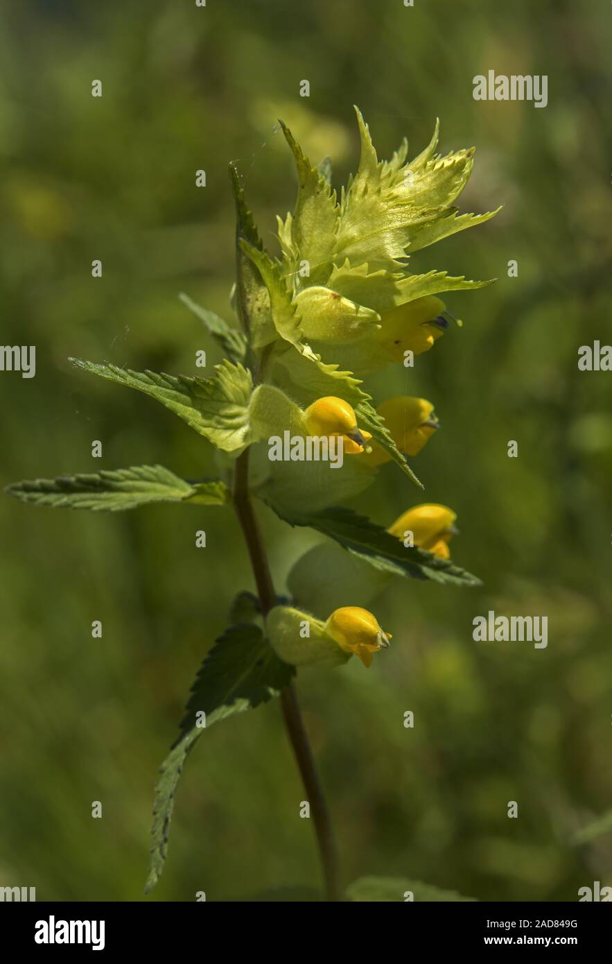 Maggiore giallo-rattle Rhinanthus serotinus Foto Stock