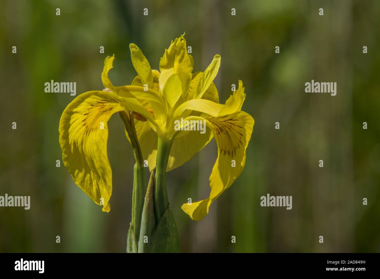 Iris gialla 'Iris pseudacorus' Foto Stock