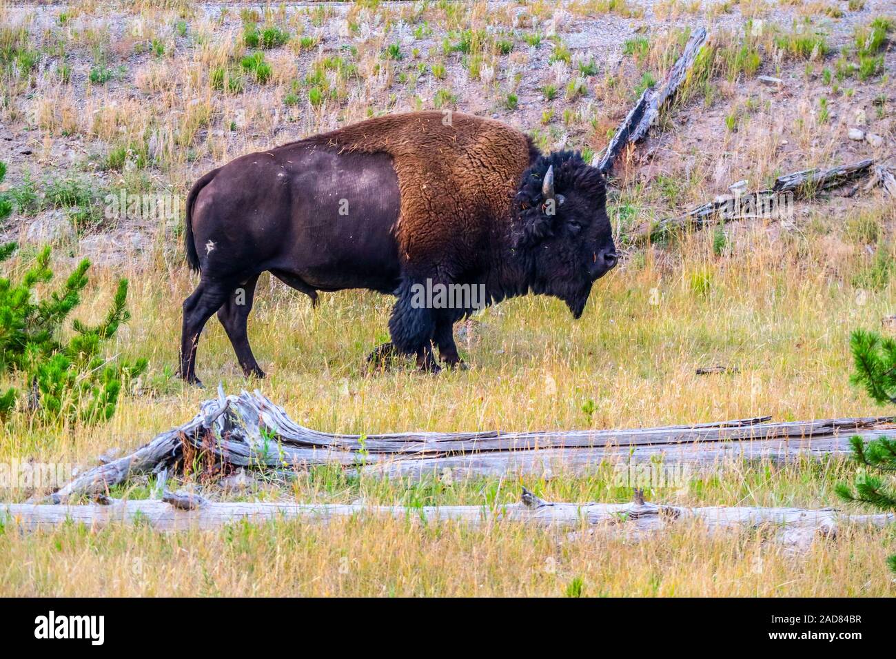 Bisonti americani nel campo del Parco Nazionale di Yellowstone, Wyoming Foto Stock