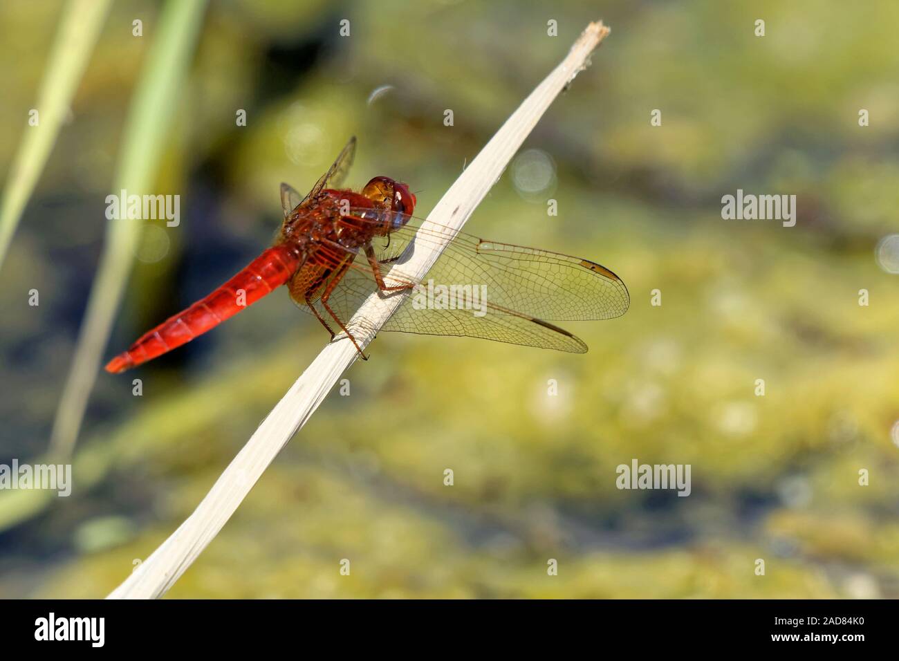 Libellula scarlatta Foto Stock